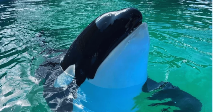 Did Lolita die from neglect? Former veterinarians and trainers say beloved orca 'deserved better'